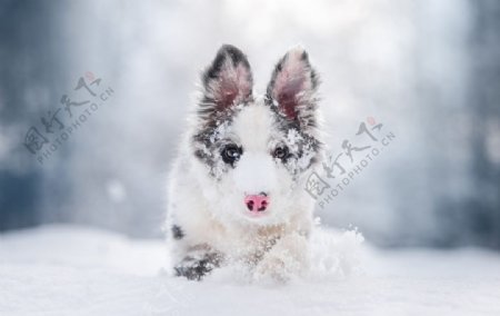 小狗宠物大雪动物背景