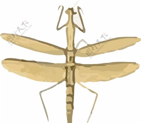 竹节虫昆虫插画