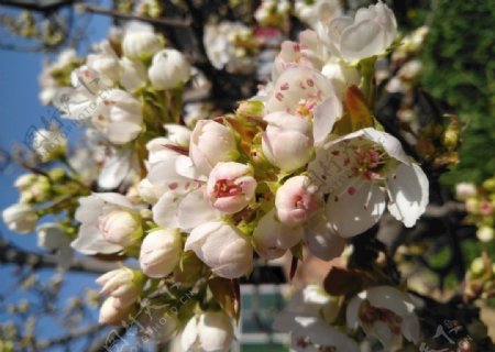 梨花梨树树叶春天果木