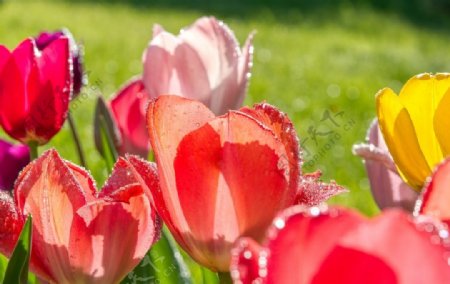 郁金香花朵水珠花园