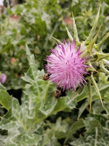 蜜蜂采花大蓟小蓟紫色花朵