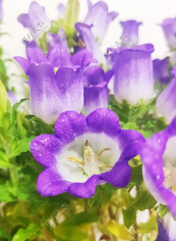 紫色风铃花