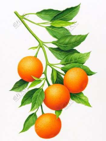 树枝上的橙子