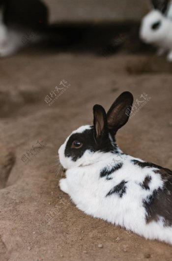 黑白小兔子