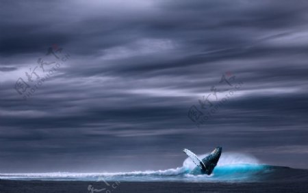 鲸鱼