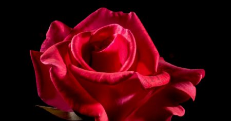 红玫瑰花月季花