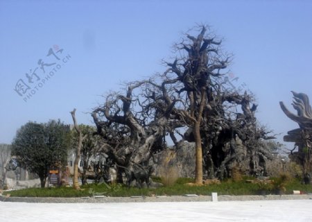 太湖文博园奇怪的古树摄影