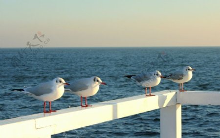 海边围栏海鸥