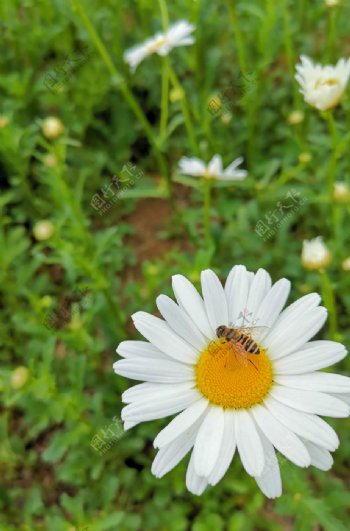 小白菊上的蜜蜂