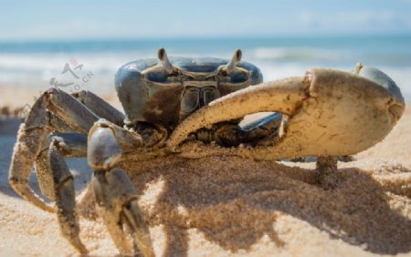 螃蟹海洋生物沙滩夏季背景素材