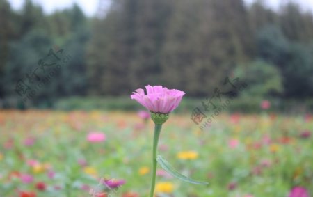 花朵百日菊