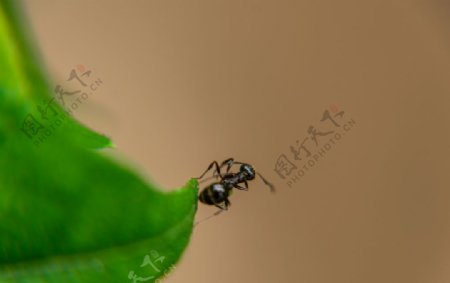 蚂蚁和绿叶