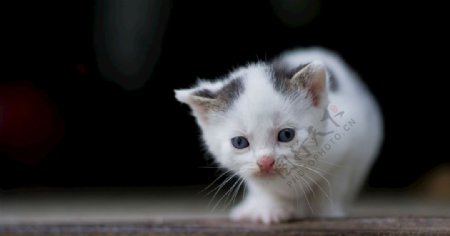 宠物动物合集小奶猫照片