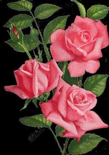 粉色玫瑰蔷薇免抠元素