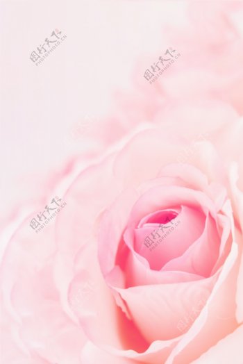 玫瑰花花朵花瓣粉色女性背景素材