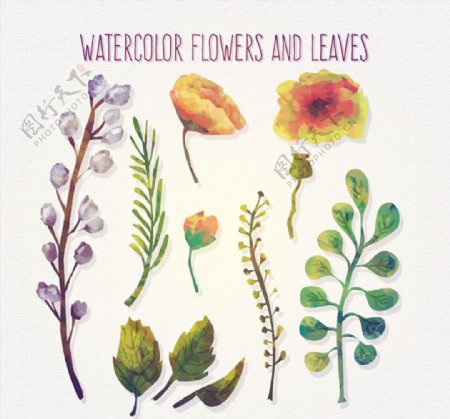 水彩绘花朵和叶子矢量素材