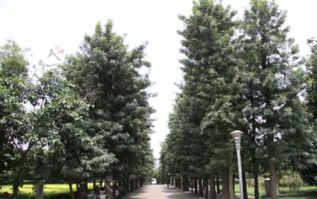 银桦行道树