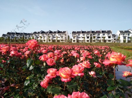 美丽新农村玫瑰花园