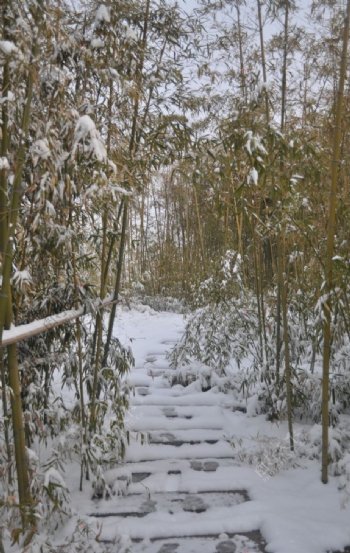 雪后竹林