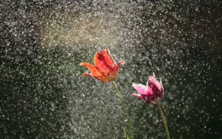 花朵下雨