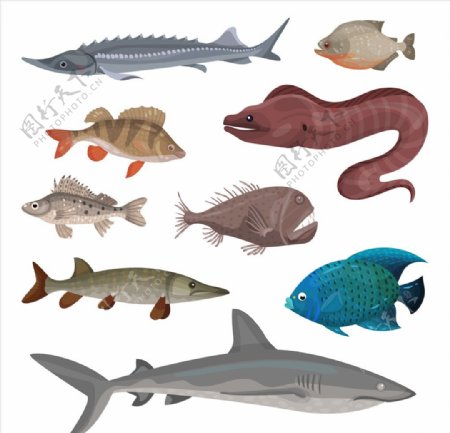 鱼类插画