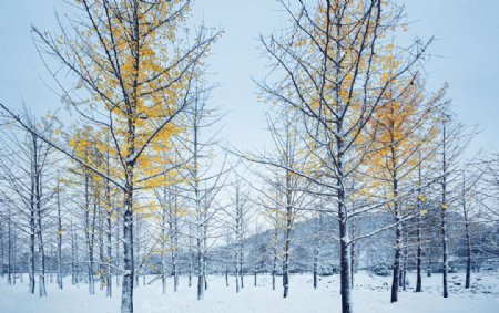 雪中银杏树