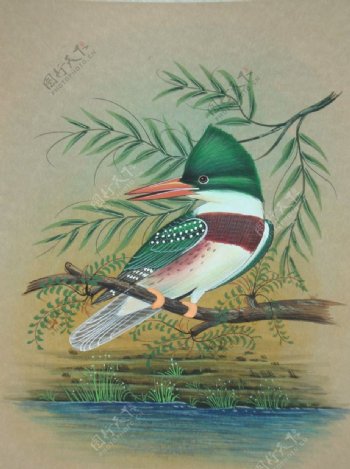 巴厘岛雀鸟