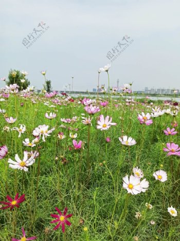 风景花朵野花田园风光