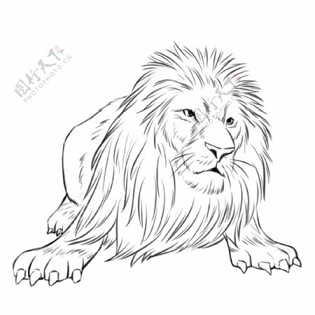 手绘线描线稿野生动物狮子插画图片