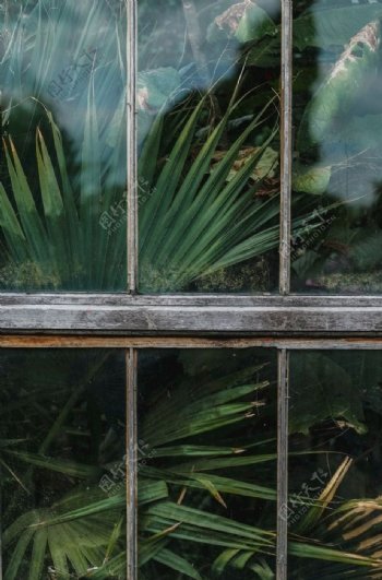 植物窗户