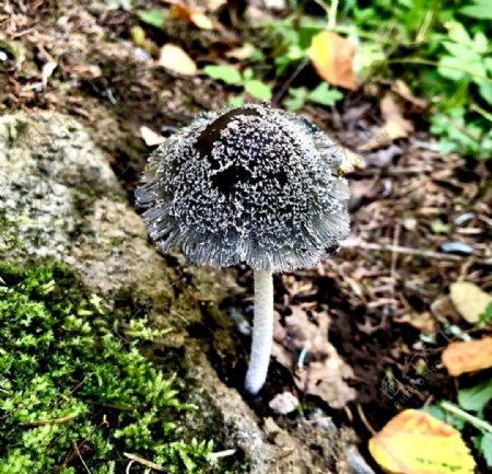 野生小蘑菇