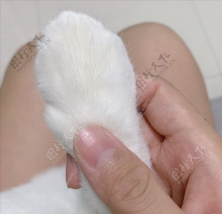 白白猫爪子