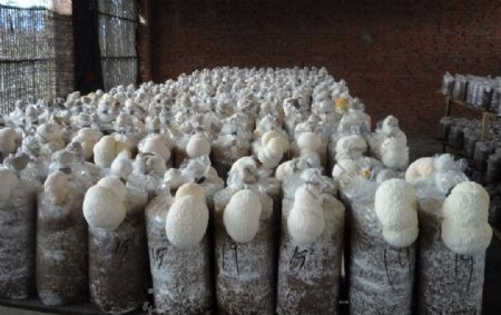 姬菇鸡腿菇食用菌种植平