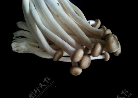 蘑菇食用菌蟹味菇鲜香营养