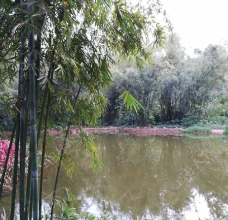 湖边竹树风景