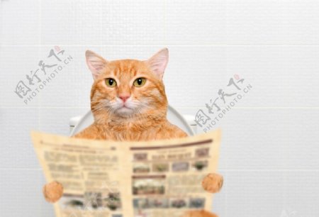 看报纸的猫
