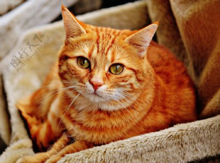 橙色猫咪图片