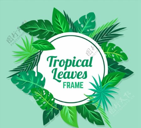 热带树叶框架图片