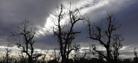 天空乌云古树树林风景图片