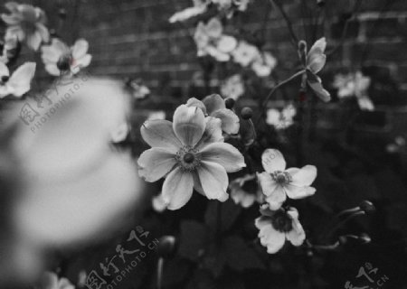 花朵复古黑白自然风景素材图片