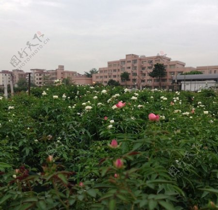 玫瑰花花园风景图片