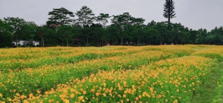 菊花花园图片