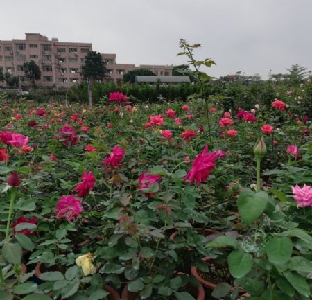玫瑰花花园风景图片