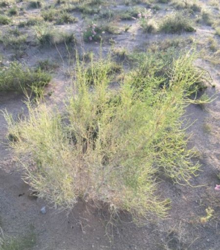 沙漠植物梭梭树图片