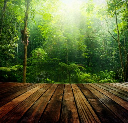 木纹桌面森林背景海报素材图片