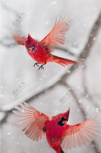 红色的鸟图片