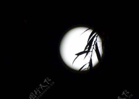 月亮树枝图片