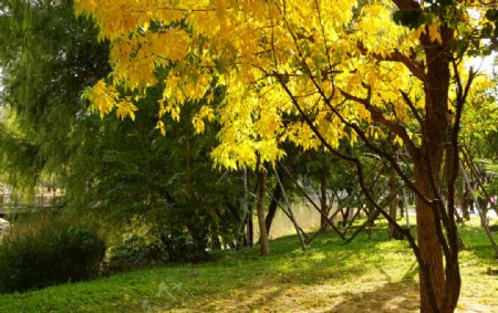 秋天河边阳光下树枝黄叶图片