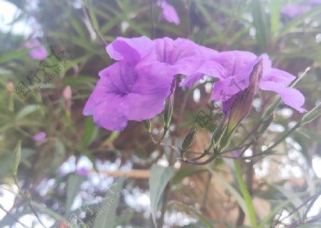 紫色花朵蝴蝶粉色小花图片