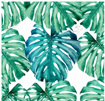 热带雨林龟背竹叶背景底纹图片